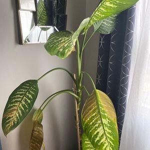 Meet your Posher, Ray